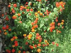183 HYERES ET SES PALMIERS D02_000035